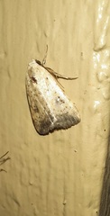 Micrathetis triplex