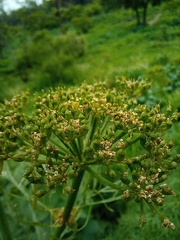 Arracacia