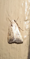 Micrathetis triplex