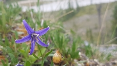 Campanula aurita