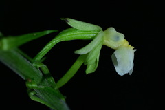 Calanthe davidii
