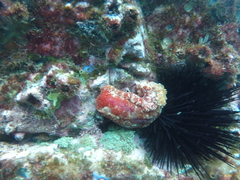 Hexabranchus