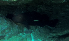 Epinephelus daemelii