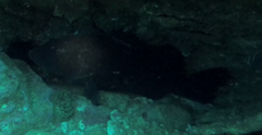Epinephelus daemelii