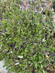 Dryas ajanensis