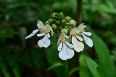 Calanthe alismifolia