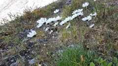 Chrysanthemum integrifolium