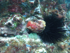 Hexabranchus
