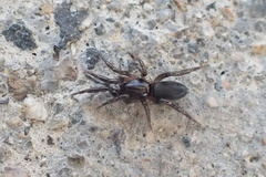 Araneae