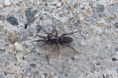 Araneae