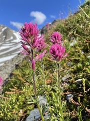 Castilleja parviflora olympica