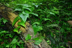 Dioscorea collettii