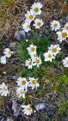 Chrysanthemum integrifolium