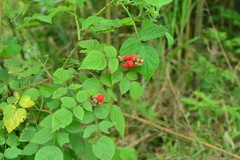 Rubus parviaraliifolius