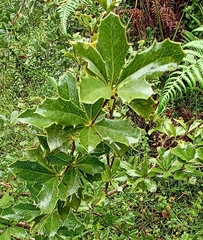 Berberis asiatica