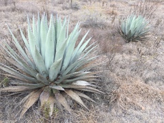 Agave applanata
