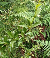 Berberis asiatica