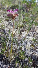Pedicularis sudetica interior