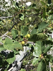 Frangula rubra