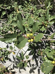 Frangula rubra