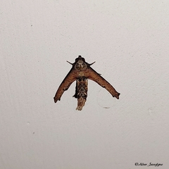 Anigraea cinctipalpis