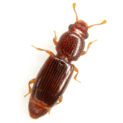 Bactridium striolatum