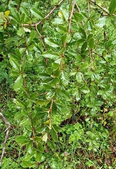 Berberis asiatica