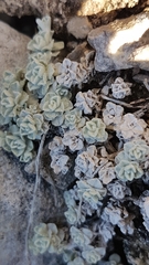 Antennaria densifolia