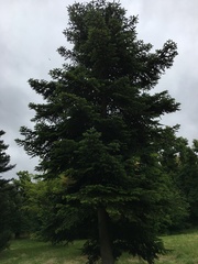 Abies cilicica