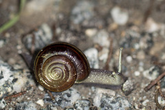 Helminthoglypta sequoicola