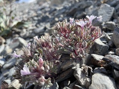Collomia larsenii