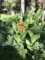 Lilium parvum