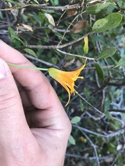 Lilium parvum