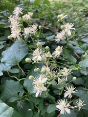 Clematis vitalba