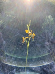 Diuris unica