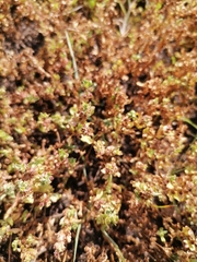 Lythrum borysthenicum
