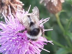 Bombus patagiatus