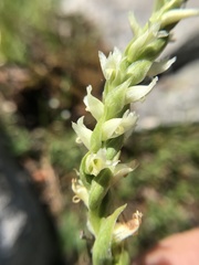 Spiranthes × stellata