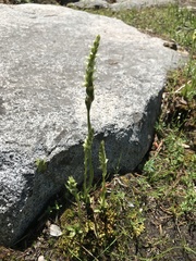 Spiranthes × stellata