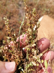 Lythrum borysthenicum