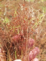 Juncus tenageia