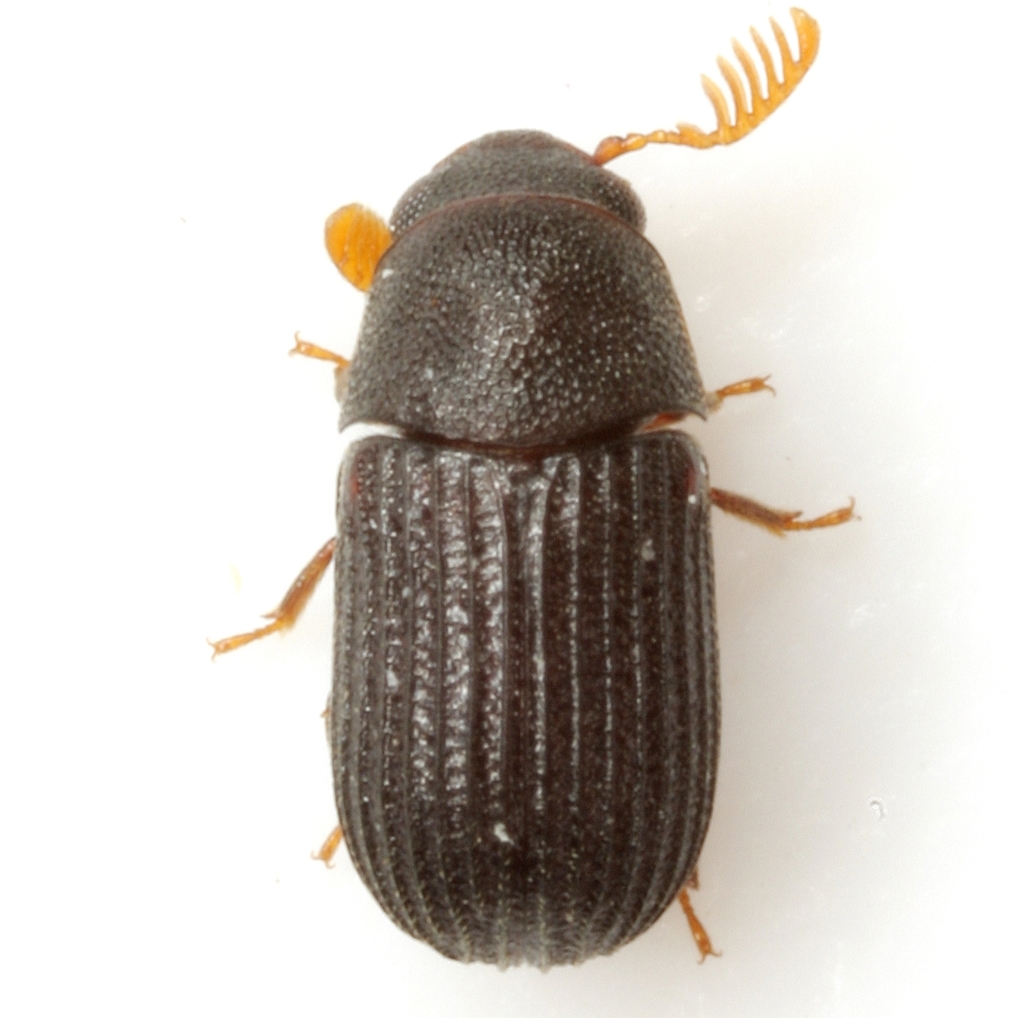 Rhipidandrus paradoxus (Darkling Beetles (Tenebrionidae) of Virginia