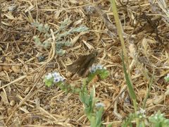 Panoquina errans