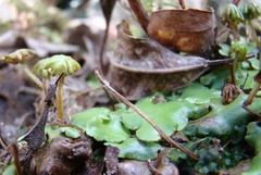 Marchantiaceae