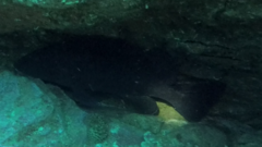 Epinephelus daemelii