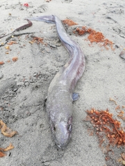 Conger verreauxi