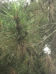 Pinus radiata