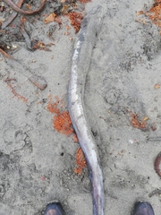 Conger verreauxi