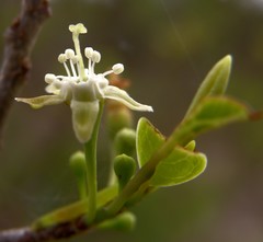 Erythroxylum monogynum