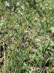Carex vallicola